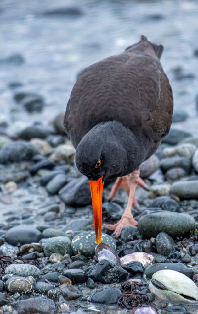 Black Oystercatcher 1